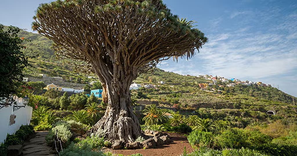 Scenic Motorbike Route: From Teide to Masca